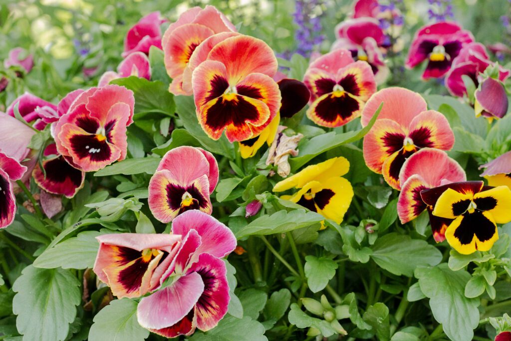Walk the grounds with us | June at Fishermen's Inn